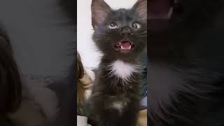 Vairal black cat meme vedio 🐈‍⬛ memes vairalshort shorts ytshorts cat funny [upl. by Ynnig]