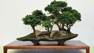 Hinoki Cypress Bonsai [upl. by Eirrahs]