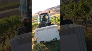 2024 Viognier harvest from our LakeChelan vineyard 🥂☀️😎 [upl. by Maury]