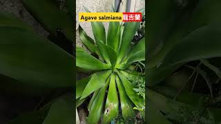 Agave salmiana龍舌蘭plants garden farming funny [upl. by Llyrat460]