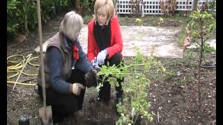 Garden Plant Aquilegia chrysantha  Golden Spur Columbine [upl. by Countess]