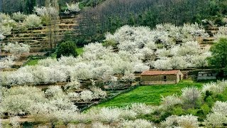 Valle del Jerte  Cerezos en Flor [upl. by Silvano]