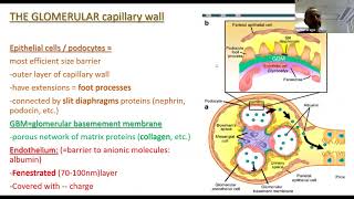 Secondary Glomerular Disease [upl. by Sorensen]