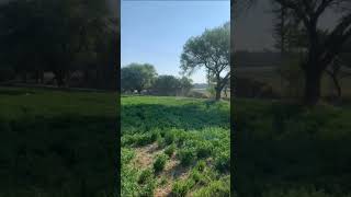 Aplicación en alfalfa AgriculturaDJI drone djiagras dronesagricolas dji t50 t40 automobil [upl. by Amii]