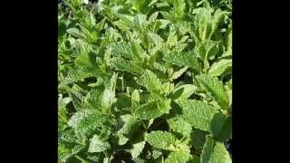 Mentha spicata [upl. by Asirem]