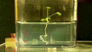 How do plant roots find the quickest way down [upl. by Hilten]