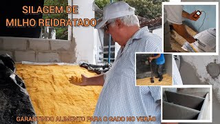 SILAGEM DE MILHO REIDRATADO GARANTINDO O VERÃƒO FARTO [upl. by Ephrem756]