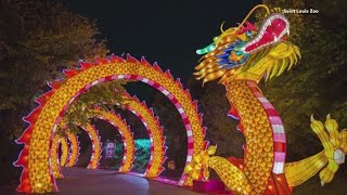 Animals Aglow Lantern Festival kicks off at the Saint Louis Zoo Wednesday [upl. by Sanfourd624]