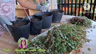 Replanting Uprooted Portulaca Plants [upl. by Ted]