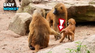 Mom Controlling Little Active Baby Monkey [upl. by Merc]