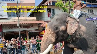 ഗുരുവായൂർ ആനയോട്ടം 2024  guruvayur anayottam 2024  guruvayur utsavam 2024 [upl. by Randy707]