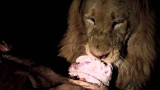 Sizanani males feeding and hear Matimbas roaring [upl. by Ahders170]