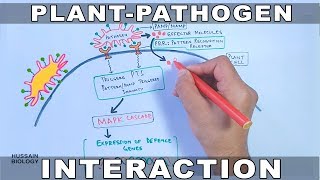 Plant Pathogen Interaction  Signalling [upl. by Berey]