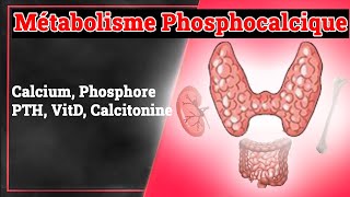 Métabolisme Phosphocalcique  Endocrinologie Medicale [upl. by Roarke]