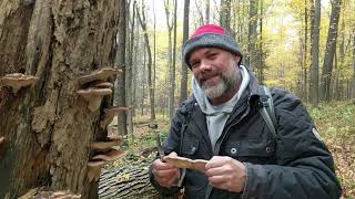 Resinous polypore with The Mushroom Hunter [upl. by Hessler840]