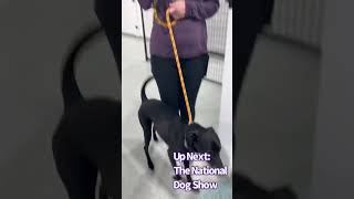 2024 National Dog Show [upl. by Anerda]