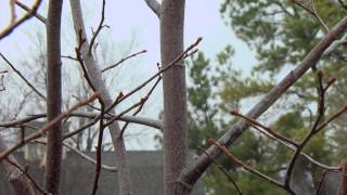 Pruning Young Trees [upl. by Suryc]