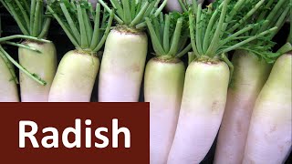 How to produce Radish Raphanus sativus in brief [upl. by Albina]