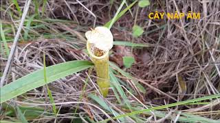 Bug Eating Plants  Flytrap  Nepenthes alata [upl. by Atnicaj]