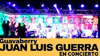 🔥 GUAVABERRY  JUAN LUIS GUERRA EN CONCIERTO 🔥 [upl. by Kalman801]