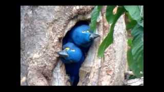 NATURECO Pantanal Hyacinth Macaws leaving the nest [upl. by Siravrat]