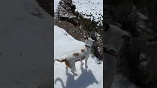 Snowshoeing with the dogs at Duffy Mountain [upl. by Kcirddes770]