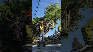 Timelapse Modest Ash Tree Removal [upl. by Ramraj]