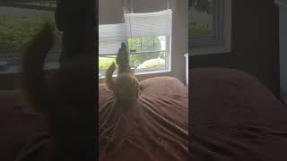 Bean the black mouth cur howling with siren [upl. by Ash]