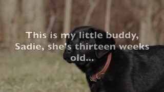 Labrador Retriever Puppy tenth day at my kennel [upl. by Ibur378]