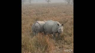 Pobitora Wildlife Sanctuary 1 horn rhino 🦏Elephant safari 🐘Birds Watching 🦆🦢 Dolphin point 🐬 [upl. by Luisa]