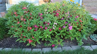 Impatiens balsamina  Garden Balsam Rose Balsam Touchmenot Spotted snapweed [upl. by Onimixam121]