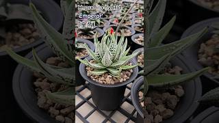 Haworthia pumila hybrid Emperor「皇帝」 [upl. by Solohcin101]