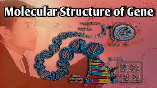 Molecular Structure of Gene  simple lecture Recon  Cistron  Muton  genetics zoologylectures [upl. by Korwun]