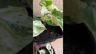 How to grow and care for money plant  Grow money plant from cuttings moneyplant moneyplantcare [upl. by Aiekahs]