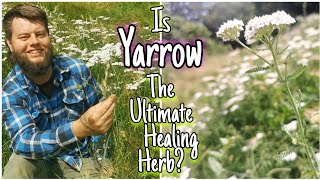 Yarrow  An Ancient Edible amp Medicinal Herb 🌿 Facts Uses amp Mythology Achillea millefolium [upl. by Sinnej471]