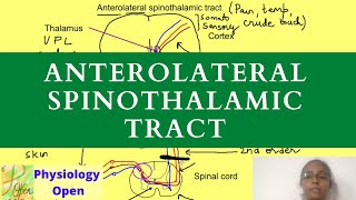 Anterolateral pathway physiology  Ascending tracts of spinal cord  CNS physiology mbbs [upl. by Wojak548]