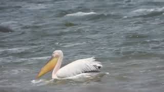 Pelecanus onocrotalus Pelícano común  great white pelican [upl. by Tomaso]