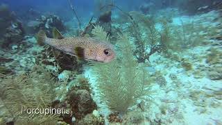 Diving Roatan Jan 2024 [upl. by Heidt]