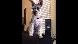 Miniature Schnauzer Barking [upl. by Allyce]