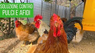 Guarda come si lavano le galline modo naturale contro le pulci [upl. by Arret353]