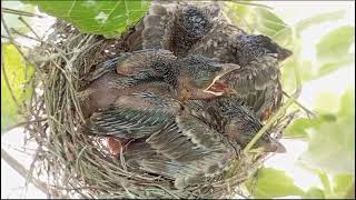 Cuckoo Bird Baby Resting in the Nest  Adorable Wildlife Footagequot [upl. by Tallie]