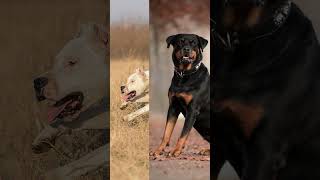 Top 10 TOUGHEST Dogs dogfacts [upl. by Tnarg160]