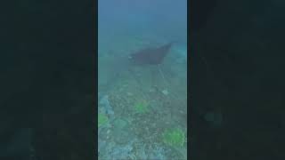 A Majestic Manta Ray off the coast of Nusa Penida [upl. by Romine699]