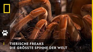 TIERISCHE FREAKS  Die größte Spinne der Welt  National Geographic [upl. by Sices890]