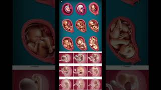 Fetus development5 week to 13 week loveandsubscribe thechannel [upl. by Ahsikal614]