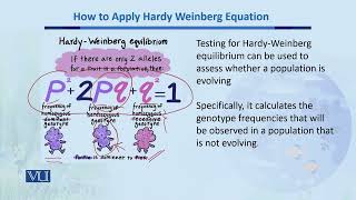 How to apply Hardy Weinberg Equation  Biodiversity amp EvolutionII  BT201Topic165 [upl. by Pansy]