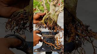 Bonsai pruning shorts WhataPlant bonsaiempire TheOnePage [upl. by Bach]