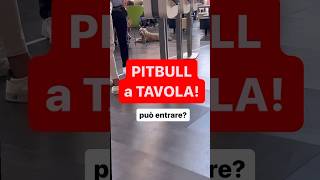 DIRITTOINPILLOLE  PITBULL a TAVOLA [upl. by Gard]