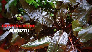 Cryptocoryne Wendtii [upl. by Ssecnirp]