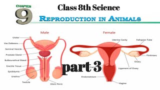 REPRODUCTION IN ANIMALS  Class 8 chapter 9 ncert  part 3 [upl. by Ethelred209]